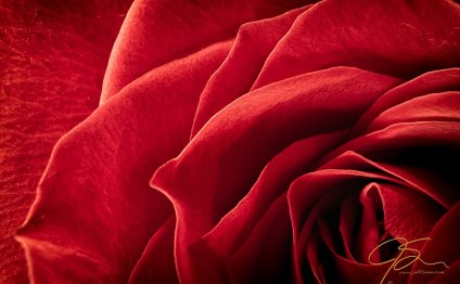 Stunning close-up of a rose on