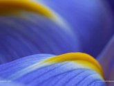 Abstract Flower Photography